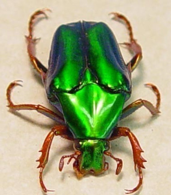 Real Green Jewel Beetle Chalcothea resplendens 2289