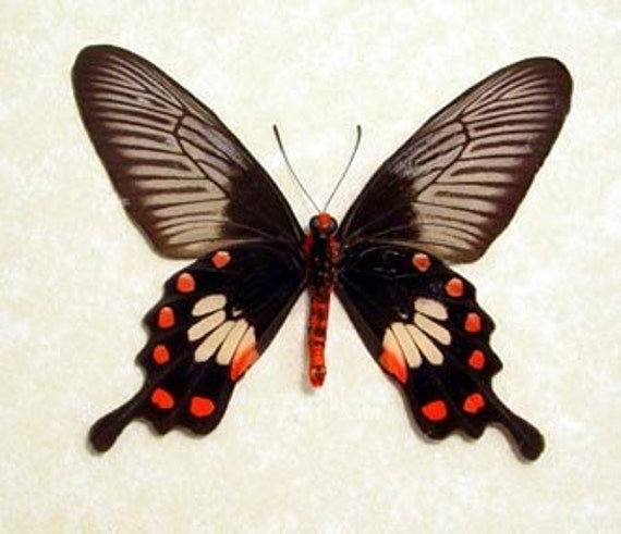 Real Red Black Swallowtail Butterfly Conservation Display 382