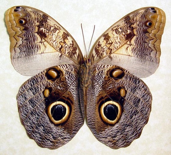 Large Real Owl Butterfly Caligo Memnon Costa Rica 7940