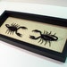 CLASH OF THE TITANS FIGHTING SCORPION PAIR CONSERVATION 2322p