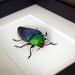 REAL AMAZING METALLIC GREEN BEETLE FRAMED FREE SHIPPING