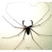 Real Giant Spiked Mandibles Cave Spider 2307