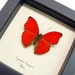 RED HEART GLIDER REAL BUTTERFLY CYMOTHOE free shipping SANGARIS 397