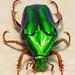 Real Green Jewel Beetle Chalcothea resplendens 2289