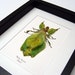 Real Framed Green Walking Leaf Mimic Insect Display 2276M