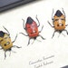 3 Tribal Man Face Beetle Set Conservation Quality Display 2220s