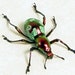 Real Framed Raspberry Pistachio Clown Weevil Beetle 2481