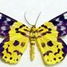 Dysphania Militaris Purple Yellow Real Framed Moth 669