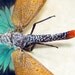 Real Framed lanternfly Pyrops Pyrorhyncha the red nose clown fly 7692