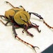 Real Unusual Reindeer Beetle With Antler Like Horns 7978