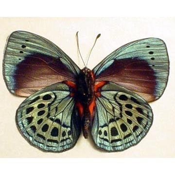 Darwin's Game Butterfly