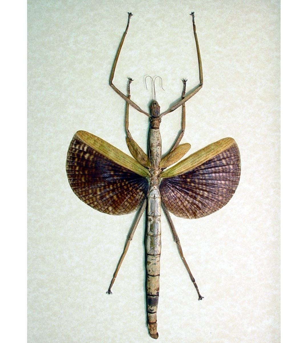 Real Giant Framed Winged Walking Stick by REALBUTTERFLYGIFTS