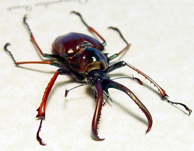 CHARLES DARWIN C granti DARWIN'S BEETLE FRAMED 2774J