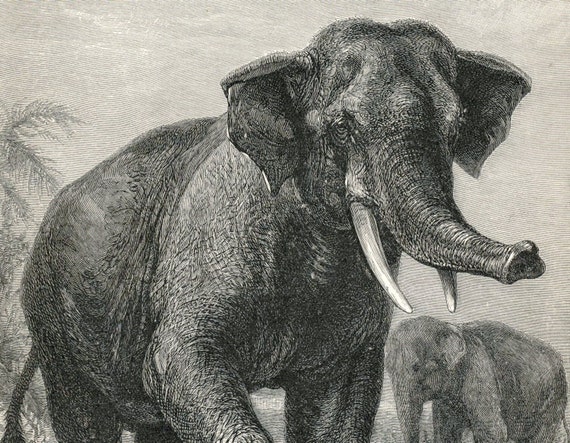 Antique Engraving of an Indian Elephant. From by bananastrudel