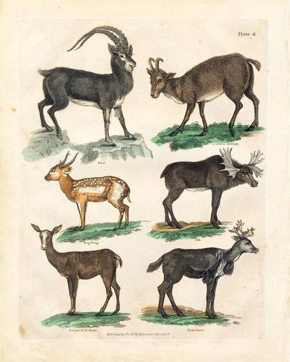 1828 Rare Antique Hand Coloured Lithograph of Antelope Ibex