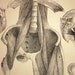 1886 Antique Anatomy Engraving of Leg Muscles