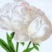 1890 Very Rare Antique Chromolithograph of the Chinese Herbaceous Peony (RESERVED)