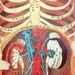 1914 Antique Flipaway Anatomical Print. All-in-one Human Being