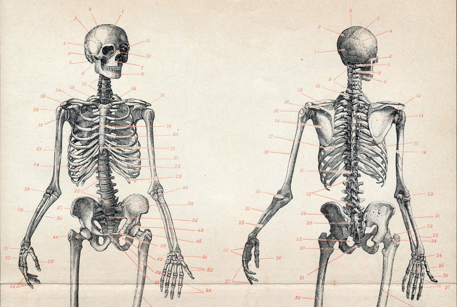 1894 Antique German Anatomy Engraving Of Front And Back Views