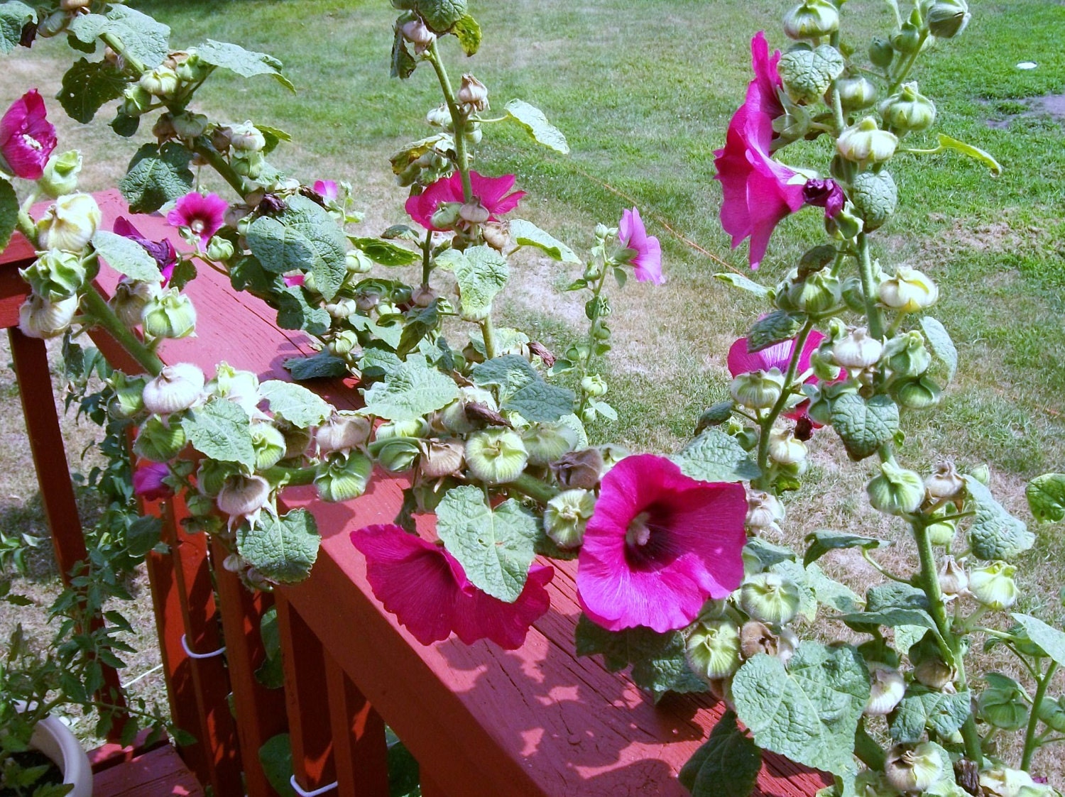 Hollyhock Seeds Old Fashioned Hollyhocks Grandmas