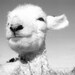 Lamb/Sheep photograph, Black and white taken in New Zealand. Sweet face in the Sunshine Great Easter Gift, Religous theme
