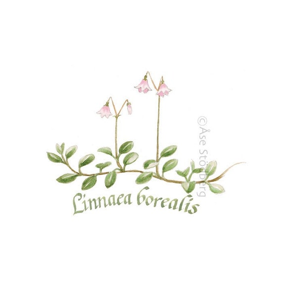 linnea art print linnea art print