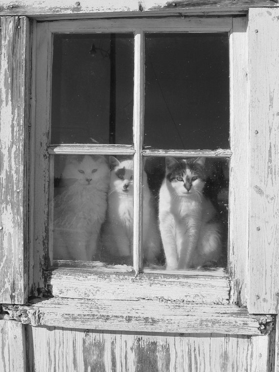 Items similar to KittyCorner II Photo Print on Etsy