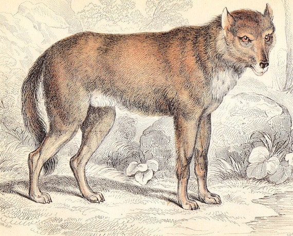 Common Wolf . original antique print vol I . old vintage art