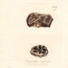 First Edition Lichen Print . Eruptive Opegrapha plate 1789 original engraving dated 1808 old vintage nature art