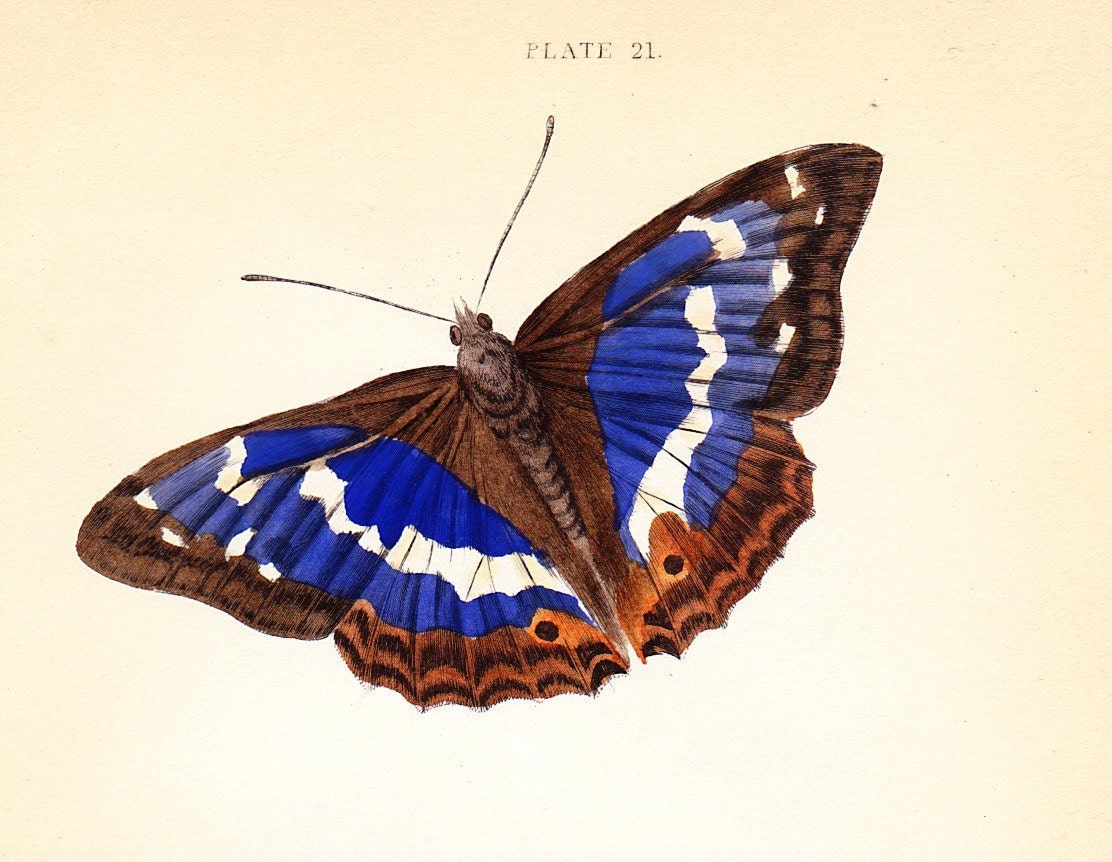 Purple Emperor Butterfly . Antique Print . original engraving