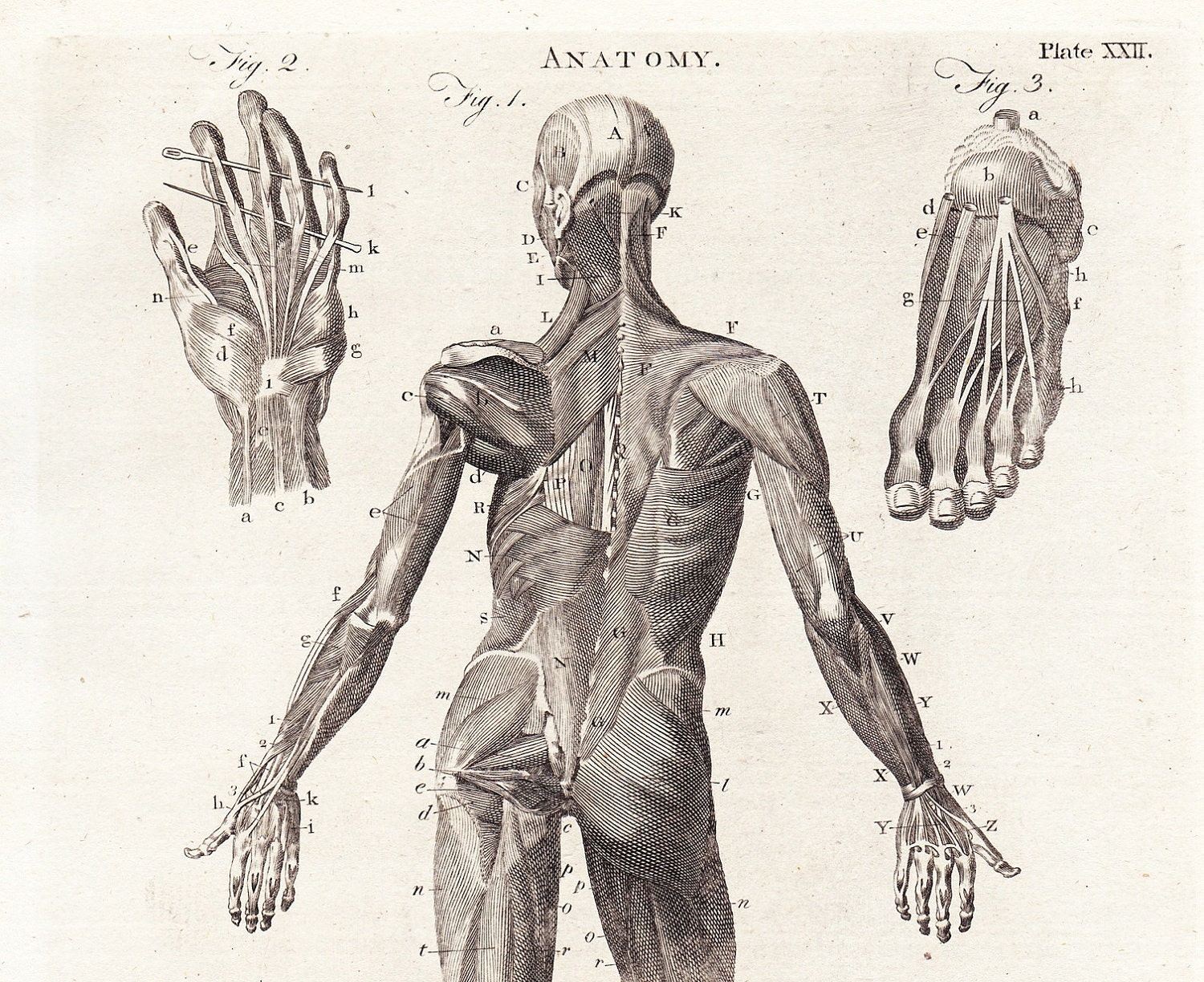 Antique Anatomy Print . Body Muscles Rear View . Plate XXII