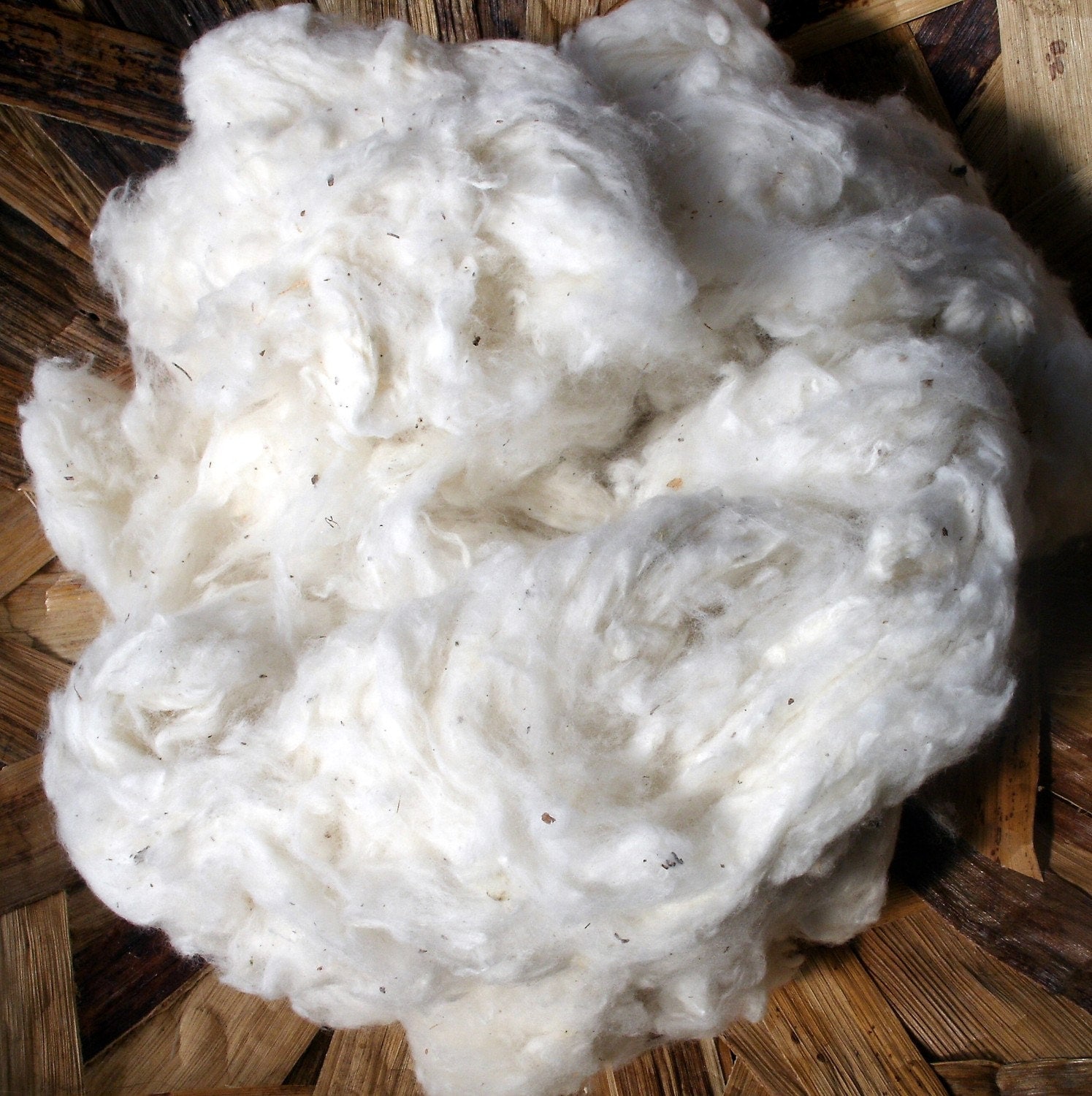 Raw Cotton made in the USA 1 pound good to stuff or spin