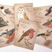 8 Clockwork Bird Postcards - steampunk bird illustrations