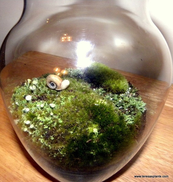 Large Moss Terrarium and Snail