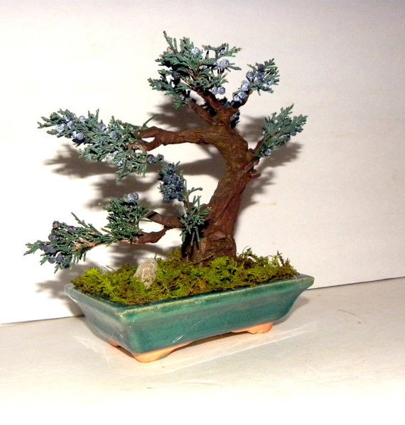 Beautiful Blueberry Juniper Bonsai tree with by teresab123 on Etsy