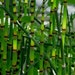 5 Horsetail Rush Marginal Pond Plants-Zen Garden-Equisetum "Hyemale" Equisetaceae