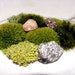 Simple Terrarium Moss and Minerals Add On Kit-Over 10 square inches