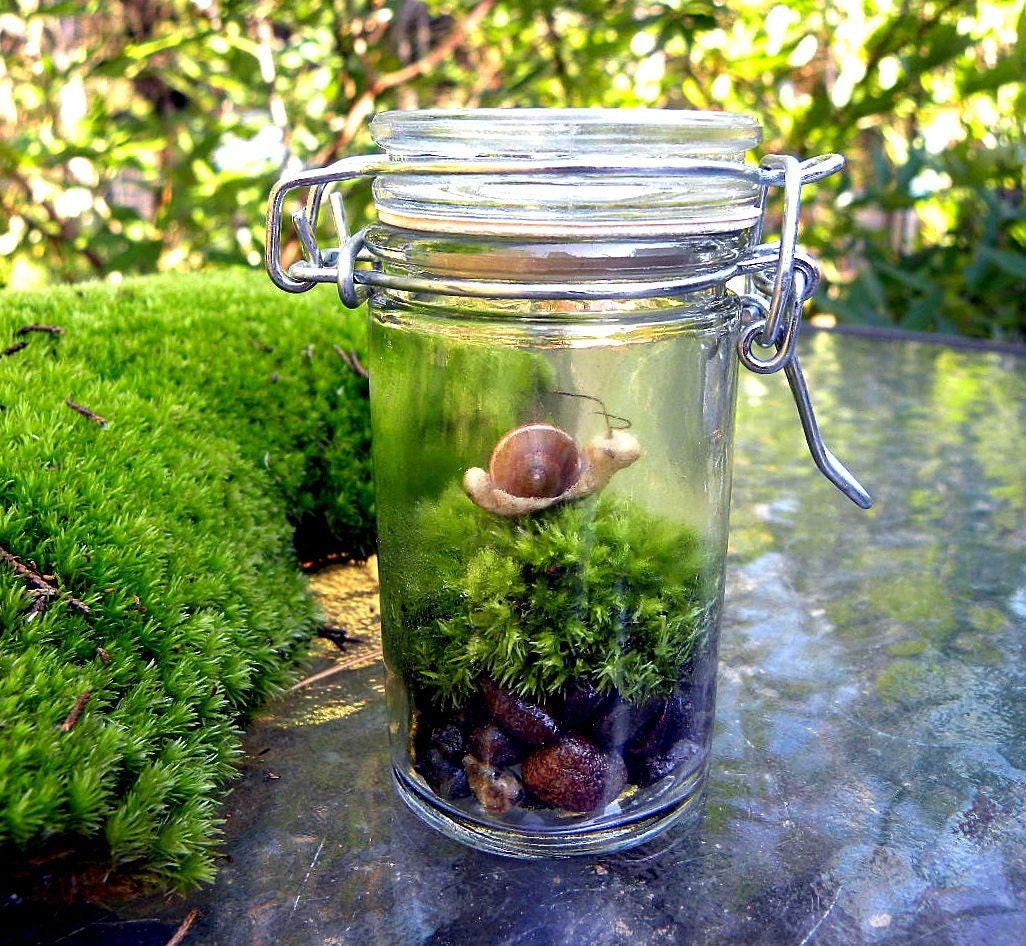Miniature moss and snail glass terrarium