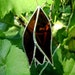 Bats Stained Glass Suncatcher Halloween Christmas Yule Housewarming Birthday Valentines Gothic Earth Day Solstice OOAK Original Design©