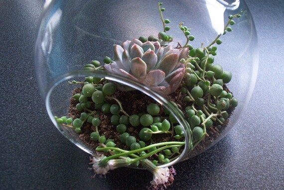 Succulent Terrarium Hanging Orb Pearl Bubbles