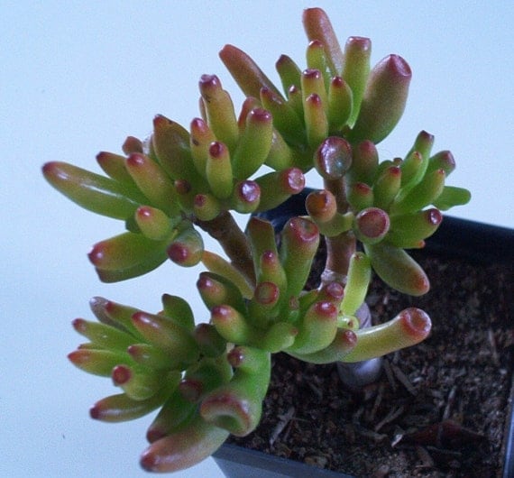 Items similar to Gollum Jade Cuttings 3 Crassula Ovata Succulent