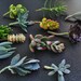 100 Succulent Cuttings with Rooting Powder for Wedding Favors, Centerpieces, Bouquets, Wreaths, Flat Panel Living Walls