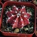 Gymnocalycium mihanovichii Cactus Plant Cacti