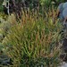 Euphorbia tirucalli Fire Sticks Succulent Plant