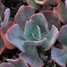 Echeveria hybrid Succulent Plant