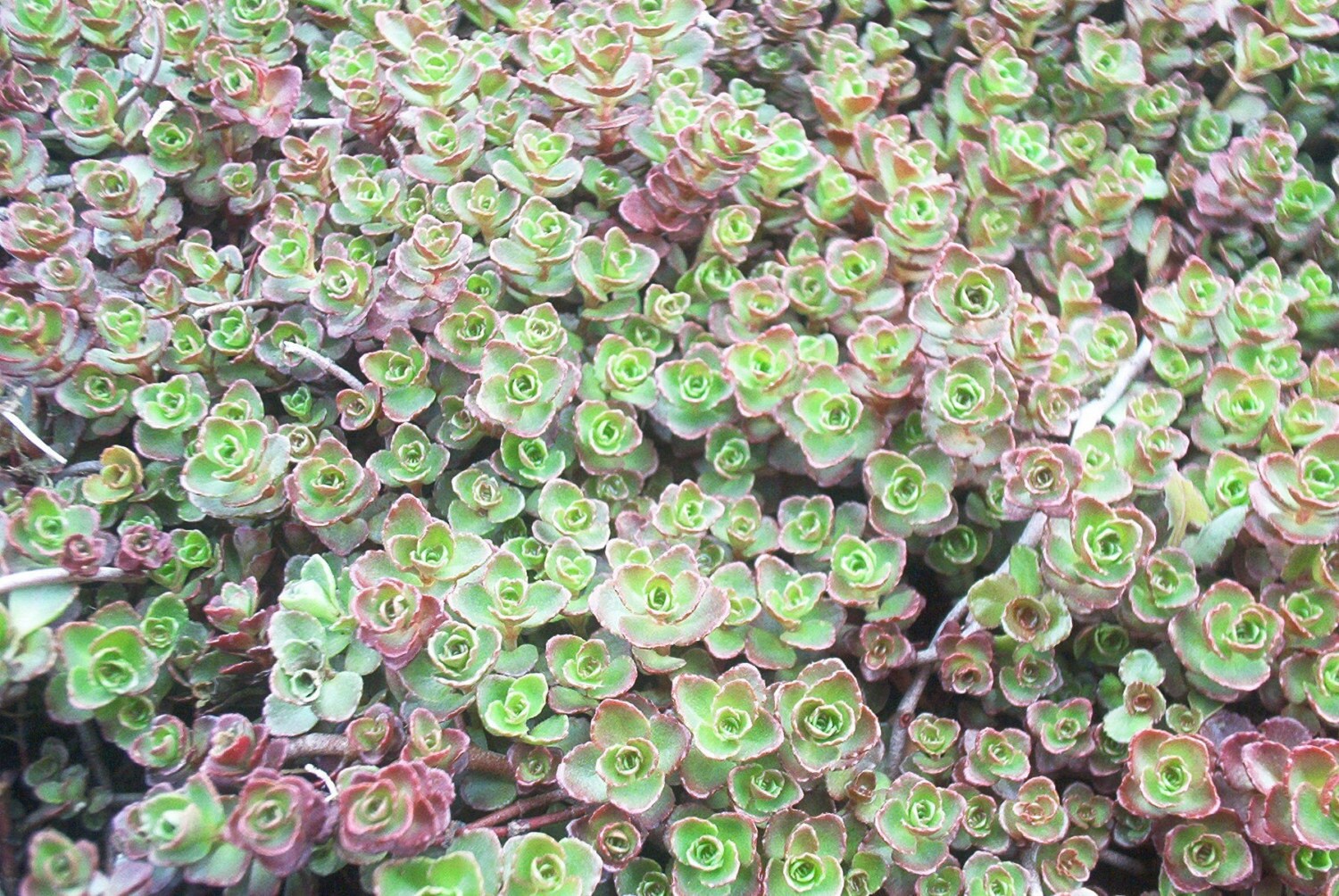 Sedum spurium Dragon's Blood 5 Succulent by TheSucculentGarden