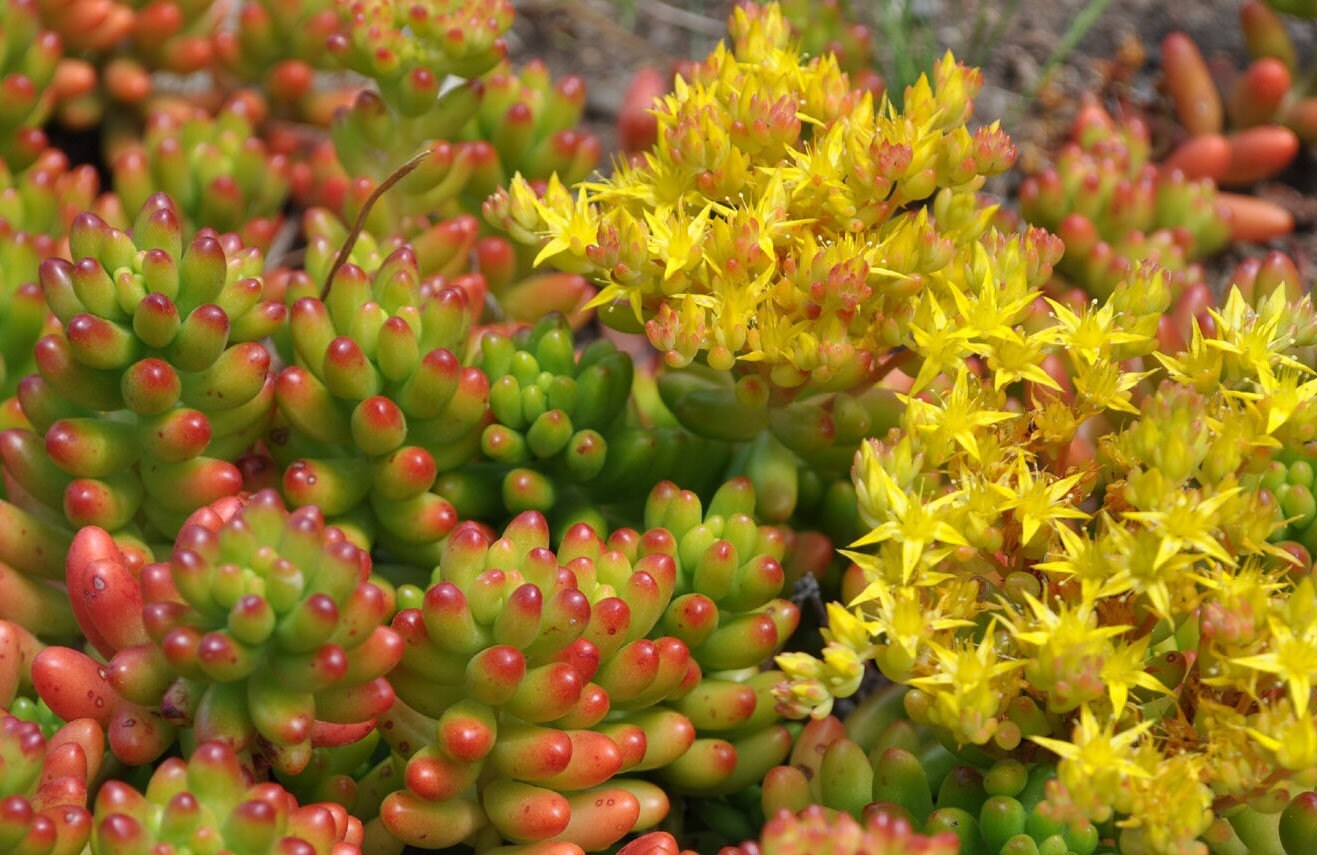 Jelly Beans Sedum Rubrotinctum Succulent by TheSucculentGarden