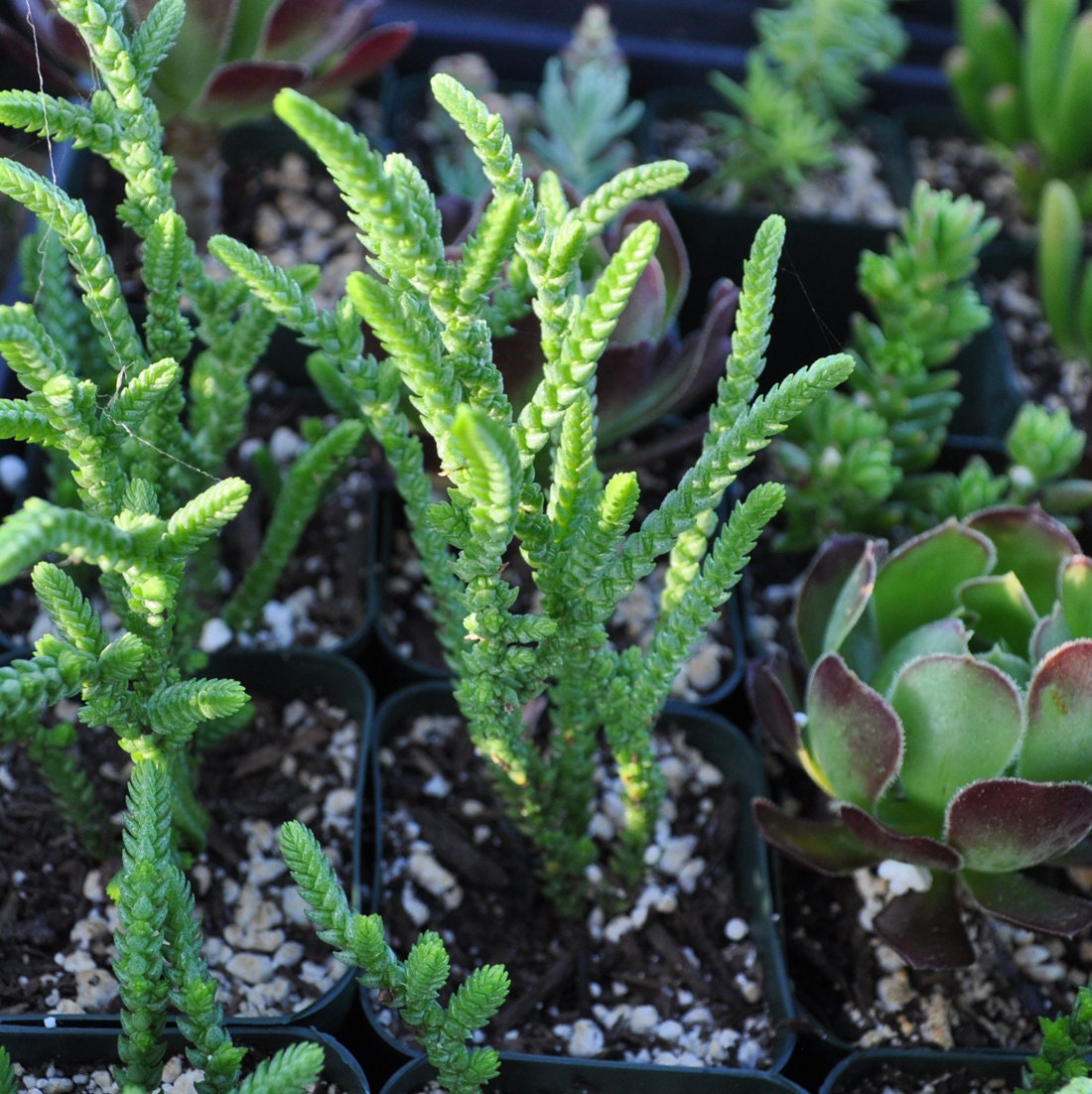 Crassula Muscosa Watch Chain Succulent Plant