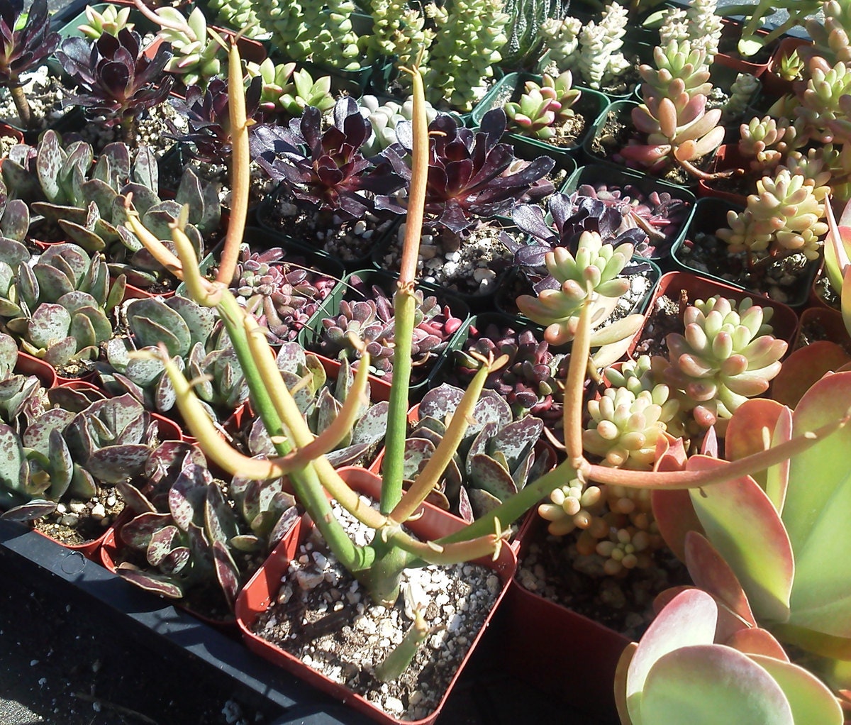 Fire Sticks Succulent Pencil Plant Euphorbia tirucalli