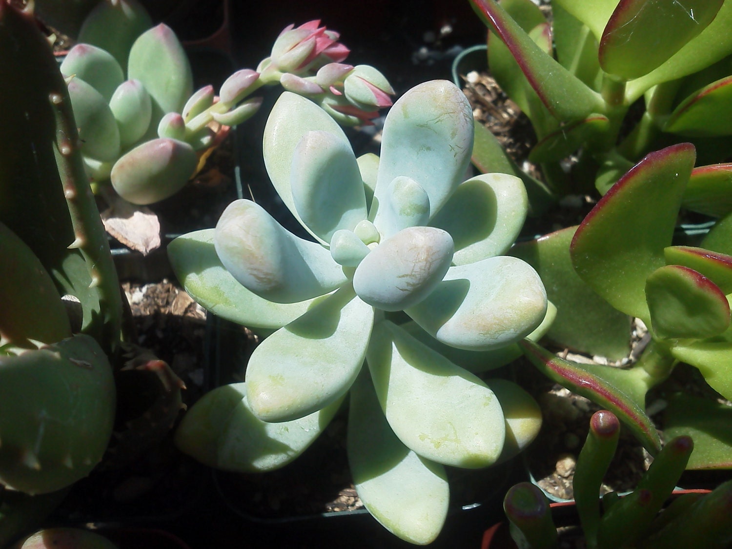 NEW 792 SUCCULENT PLANT DROPPING LEAVES | succulent plants